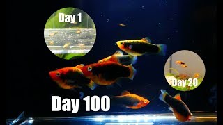 Platy Fish Life Cycle Breeding Project [upl. by Castle115]