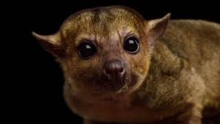 Facts About Kinkajou [upl. by Abie113]