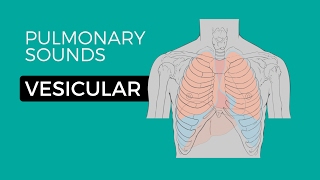 01  Normal Lung Sounds  Vesicular breath sounds [upl. by Mutua]