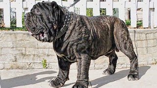 AMERICAN MOLOSSUS RECREATING AN ANCIENT DOG BREED [upl. by Llehcnom]