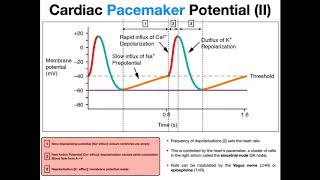 The Pacemaker Potential EXPLAINED [upl. by Zwick]