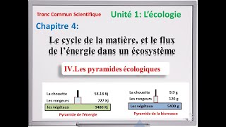 Les pyramides écologiques  Tronc commun scientifique [upl. by Sweatt]