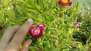 Strawflower how to use and Description [upl. by Randie239]