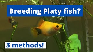 HOW TO BREED PLATY FISH 3 methods of breeding platy Xiphophorus maculatus [upl. by Eido]