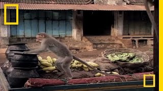 Drunk Monkeys  National Geographic [upl. by Adav]