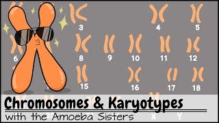 Chromosomes and Karyotypes [upl. by Esilehc]