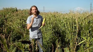 Popped Secret The Mysterious Origin of Corn — HHMI BioInteractive Video [upl. by Wendie]