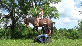 Gaited Trail Horse For Sale [upl. by Schurman82]