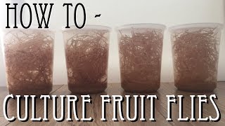 How to culture Fruit Flies Drosophila Melanogaster [upl. by Symons345]