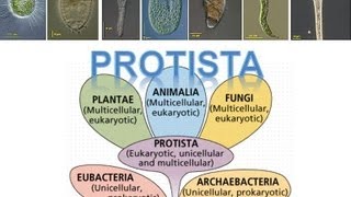 Kingdom Protista [upl. by Eiramrebma870]