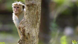 How Hierarchy Decides Everything in Toque Macaque Society [upl. by Einnaoj799]