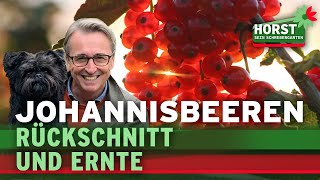 Rote weiße und schwarze Johannisbeeren – Schnitt einfach erklärt  Horst sein Schrebergarten [upl. by Eelinej]