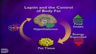 Leptin and the neural circuit regulation food intake and glucose metabolism [upl. by Clint233]