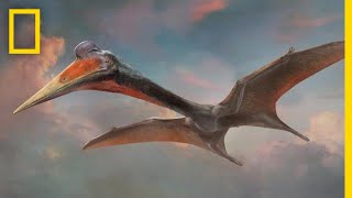 Pterosaurs 101  National Geographic [upl. by Giarc675]