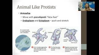 Protist and Fungi [upl. by Notsew]