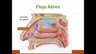 Fisiología nasal [upl. by Alyahc101]