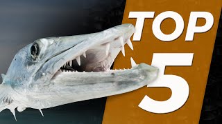 TOP 5  POISSONS DANGEREUX  Cyril Chauquet [upl. by Jolie]