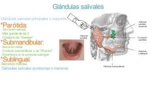 Glándulas salivales  Parótida submandibular sublingual y accesorias [upl. by Ikey]