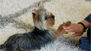 Teaching a Yorkie Puppy Tricks [upl. by Mihe]