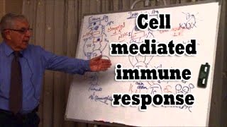 Cell mediated immune response [upl. by Anderea864]