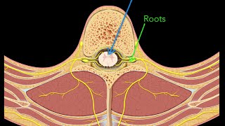 Spinal nerves [upl. by Siletotsira]