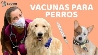 VACUNAS PARA PERROS CACHORROS Y ADULTOS  Lauvet [upl. by Akeit]