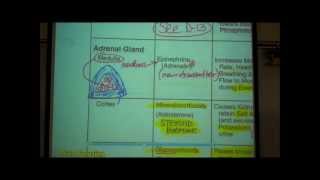 Endocrinology  Adrenal Gland Cortisol [upl. by Gnouhp]