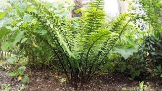 Fern  Dryopteris Wallichiana  cutting back old fronds [upl. by Airetnuhs]