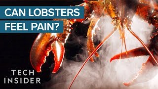 Why Do We Boil Lobsters Alive [upl. by Sonja]