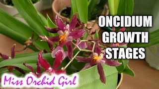 Growth stages of Oncidium Orchids [upl. by Dammahom807]