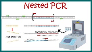 Nested PCR  Principle and usage [upl. by Aniakudo119]