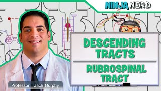 Neurology  Descending Tracts Rubrospinal Tract [upl. by Nylecsoj]