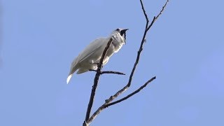 White bellbirds produce loudest bird call ever recorded [upl. by Baal]