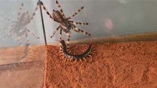 Giant Centipide vs Venemous Tarantula [upl. by Camilia820]