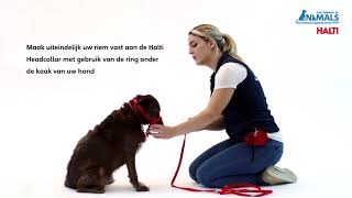 Antitrektraining voor uw hond met de HALTI Headcollar [upl. by Gentille]