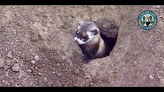 BlackFooted Ferrets Colorado [upl. by Colver]