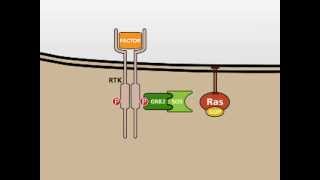 The MAP Kinase MAPK signalling pathway [upl. by Mccready592]