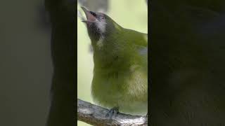 Bellbird Song  New Zealand  Lindblad Expeditions [upl. by Ynehpets]