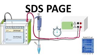 SDS PAGE  How does it works [upl. by Inimod]