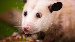 Possums are Cuter than you THINK [upl. by Allx]