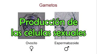 La producción de las células sexuales [upl. by Ettenyar]