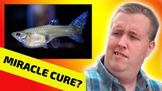 The Truth About Livebearer Disease [upl. by Rima]