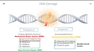 DNA Repair Mechanisms Part 1 [upl. by Worthington]