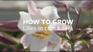 How to grow Lilies in containers  Grow at Home  Royal Horticultural Society [upl. by Comyns855]