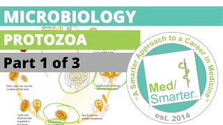 Protozoa  Microbiology  USMLE STEP 1  Part 1 of 3 [upl. by Ellenwahs514]