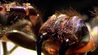 Sydney Funnel Web Spider  Welcome to Australia [upl. by Enobe]