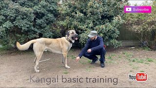 Kangal dog breed basic training [upl. by Eenaffit201]