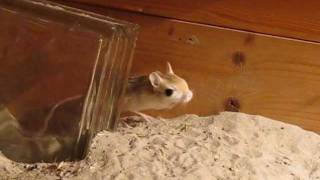 Egyptian jerboa mouse being mousey behind a glass block [upl. by Aikrehs]