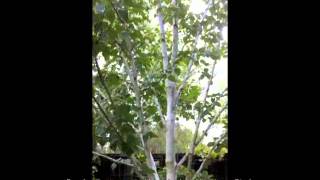 Betula jacquemontii  Whitebarked Himalayan Birch [upl. by Katonah373]