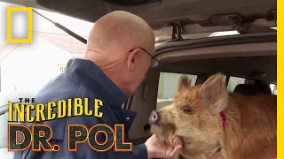 Dr Pols Top 100 Moments  The Incredible Dr Pol [upl. by Jannelle]